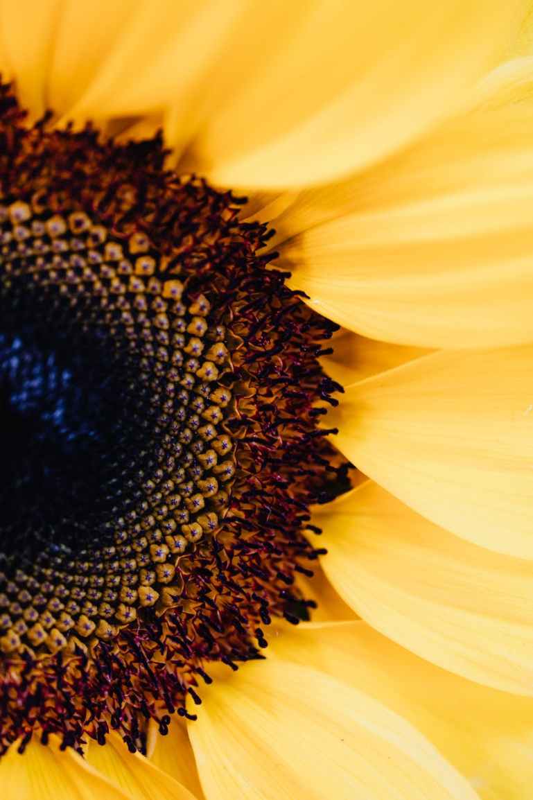 macro photography of a sunflower